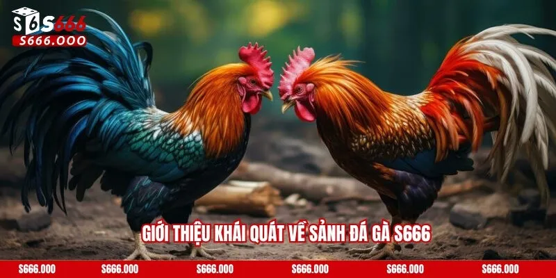 Đá Gà S666 - Nơi Hội Tụ Những Sự Kiện Săn Thưởng Lớn 2025!