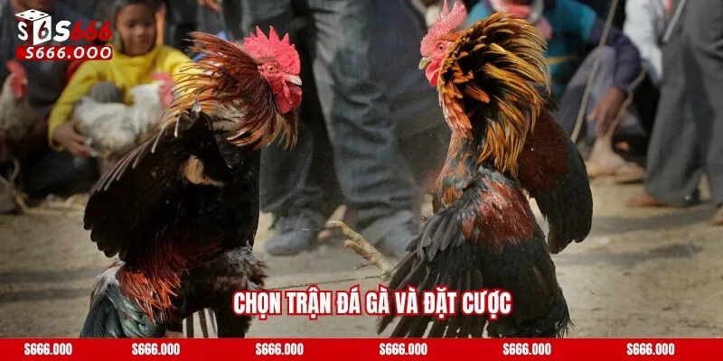 Chọn trận Đá gà và đặt cược