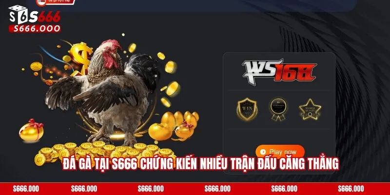 Đá gà tại S666 chứng kiến nhiều trận đấu căng thẳng